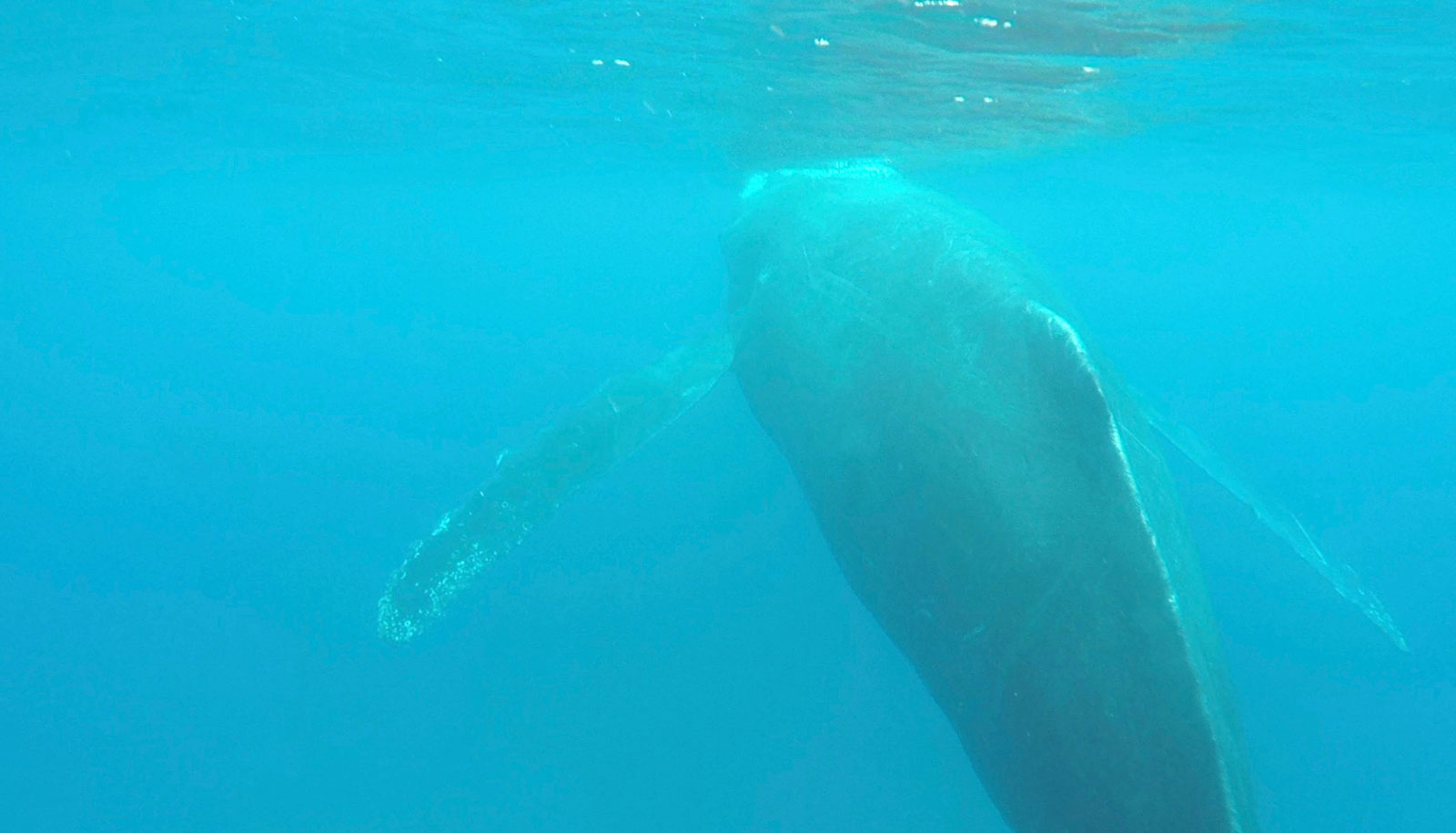 Humpback whale